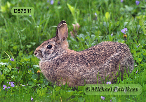 Eastern Cottontail (Sylvilagus floridanus)